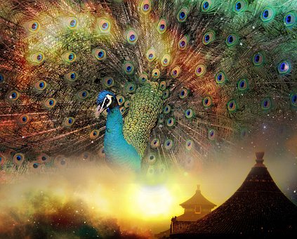 Pfau, China, Natur, Blauer Himmel, Ost