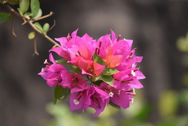 Free Flower Bright photo and picture