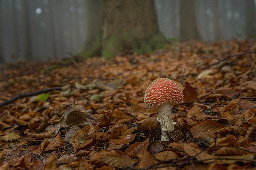 Free Toadstool Forest photo and picture