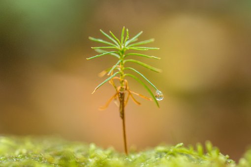 Free Mini Trees Waterdrop photo and picture