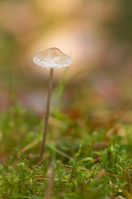Free Mushroom Green Yellow photo and picture