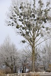 wintry, up mature, walk