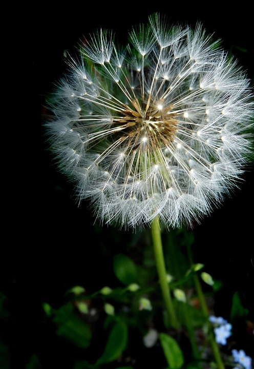dandelion seed head free photo on pixabay