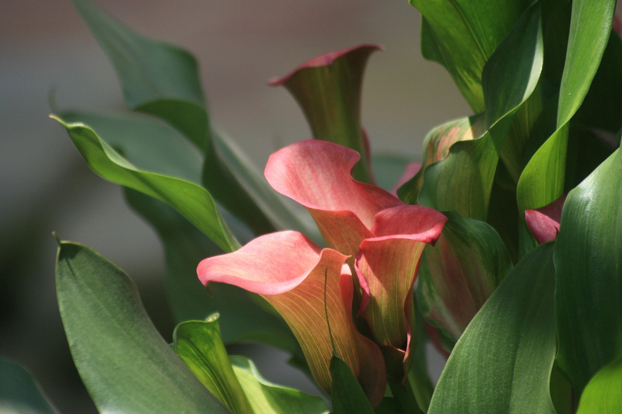 100+ Free Calla Lily & Calla Images - Pixabay