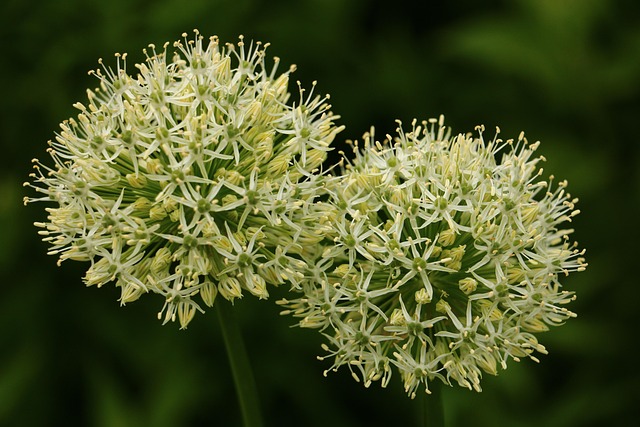 Blomst, Par, Hvid Grøn, Duo, Natur