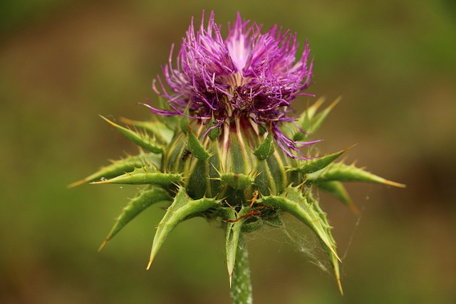 Blomsterknop, Tidsel, Natur, Lilla