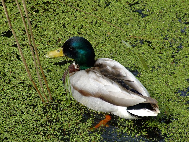Natur, Duck, Watervogel, Dam, Vild