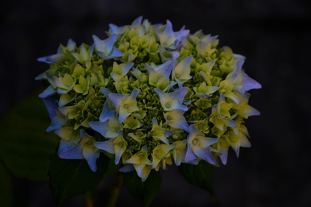 Natur, Blomst, En, Buket, Lilla, Grøn