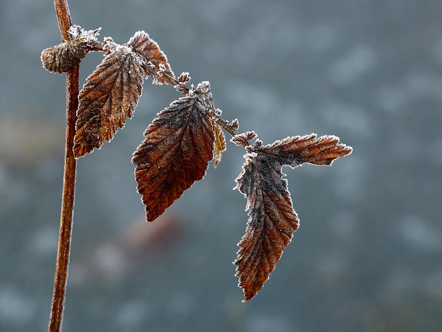 Free Nature Winter photo and picture