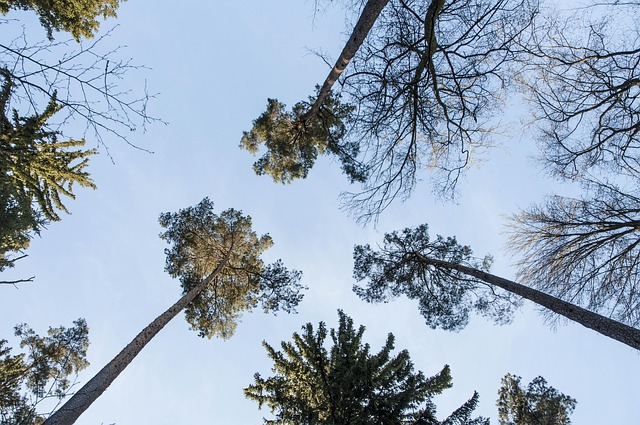 Free Palms Of The North Pine photo and picture