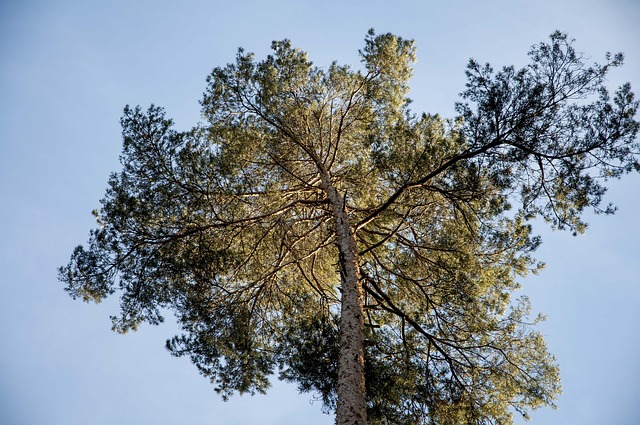 Free Palms Of The North Pine photo and picture