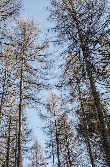 Free Fir Forest Conifer photo and picture