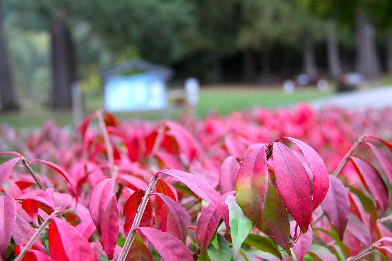 落下 秋天 自然 - Pixabay上的免费照片 - Pixabay