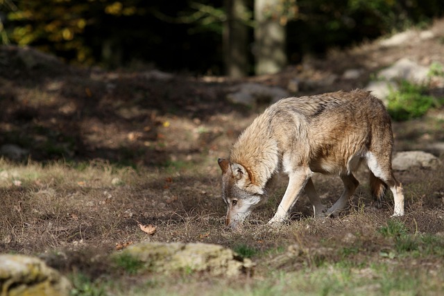 Free Wolf Timberwolf photo and picture