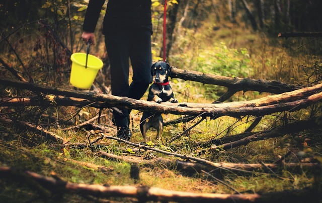 Cachorro caminhando em área de mato e vegetação alta