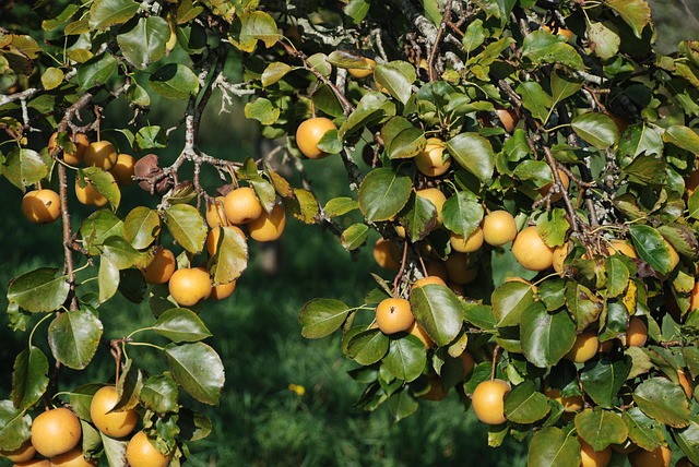 Free Apple Apples photo and picture