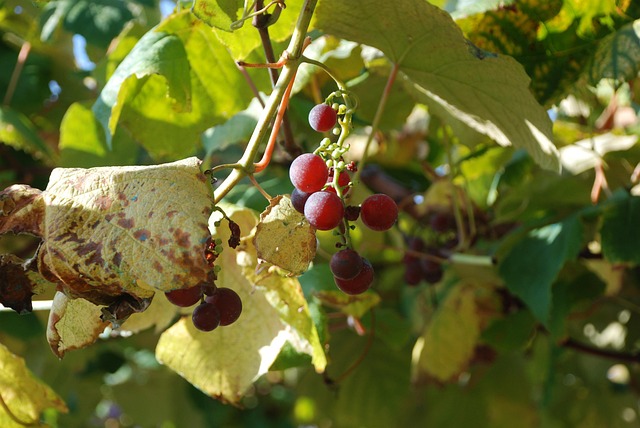 Free Grapes Grape photo and picture
