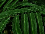 green, weed, prickly