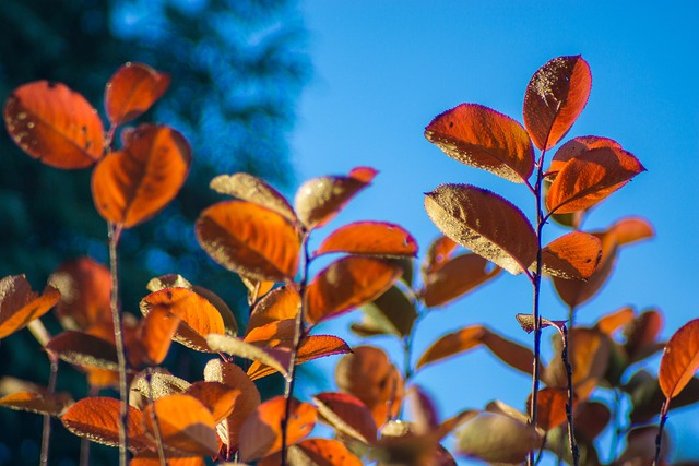 Free Autumn Bush photo and picture
