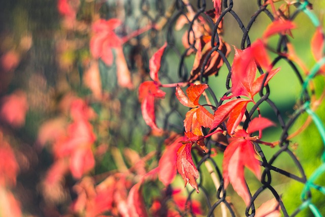 Free Creeper Leaves photo and picture