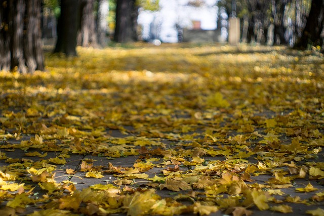 Free Leaves Leaf photo and picture