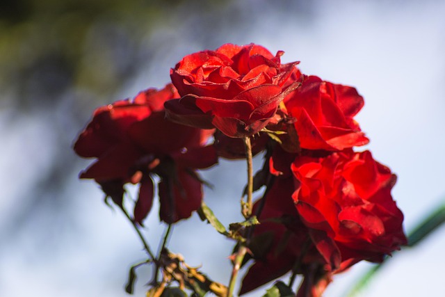 Free Rose Roses photo and picture