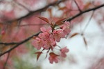 wild himalayan cherry, pink flower, flower