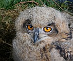 bird, owl, ninny