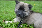puppy, dog, bitch