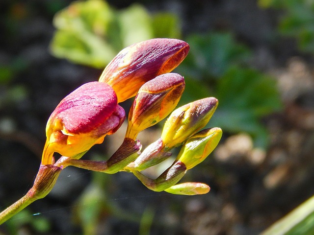 Blume, Blüte, Natur, Blumentapete