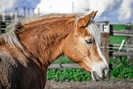 warmblut, horse, mare