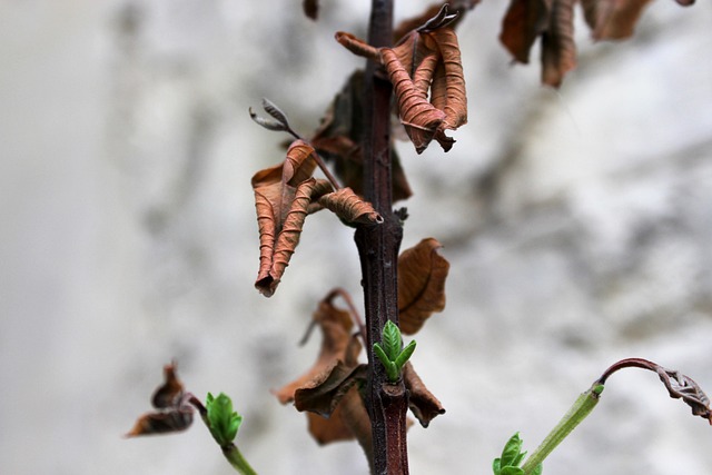 Free Leaves Leaf photo and picture