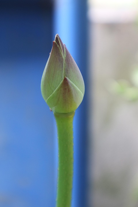 green images free