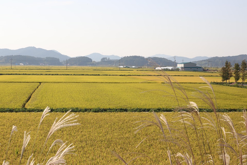 평야 벼 - Pixabay의 무료 사진 - Pixabay