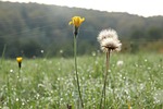 dandelion, cobwebs, plantlets