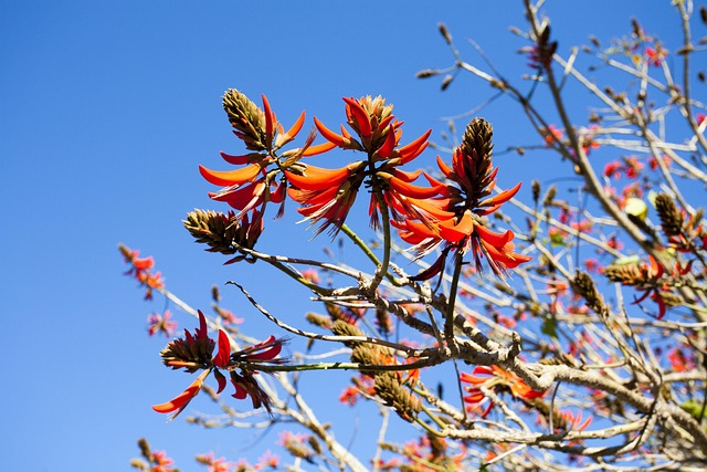 Sonnig, Schöne Blumen, Blume, Natur