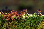 mushroom group, old mushrooms, moss