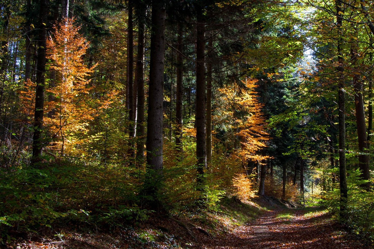 秋天 森林 树木 - Pixabay上的免费照片 - Pixabay