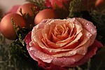 flower, nature, advent