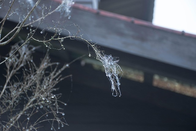 Free Dew Water Drop photo and picture
