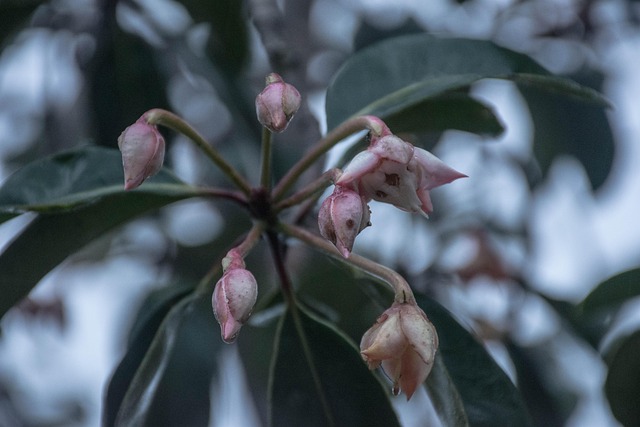 Free Flower Nature photo and picture