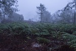 tree, nature, plant