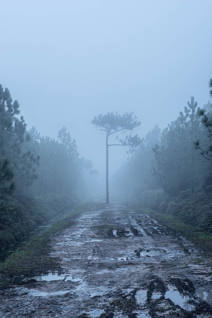 Free Fog Nature photo and picture