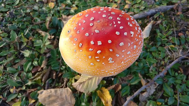 Cogumelo Venenoso, Cogumelo, Cair
