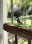 bird, wildlife, nat
