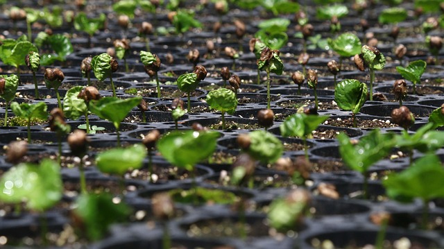 Free Coffee Seed Coffee photo and picture