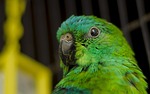 parrot, ave, parrot red-rumped