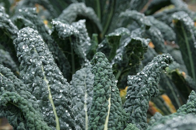 Free Kale Brassica Oleracea photo and picture