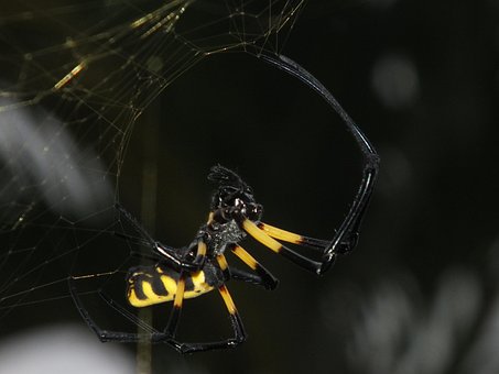 Inseto, Aranha, Aranha Africana