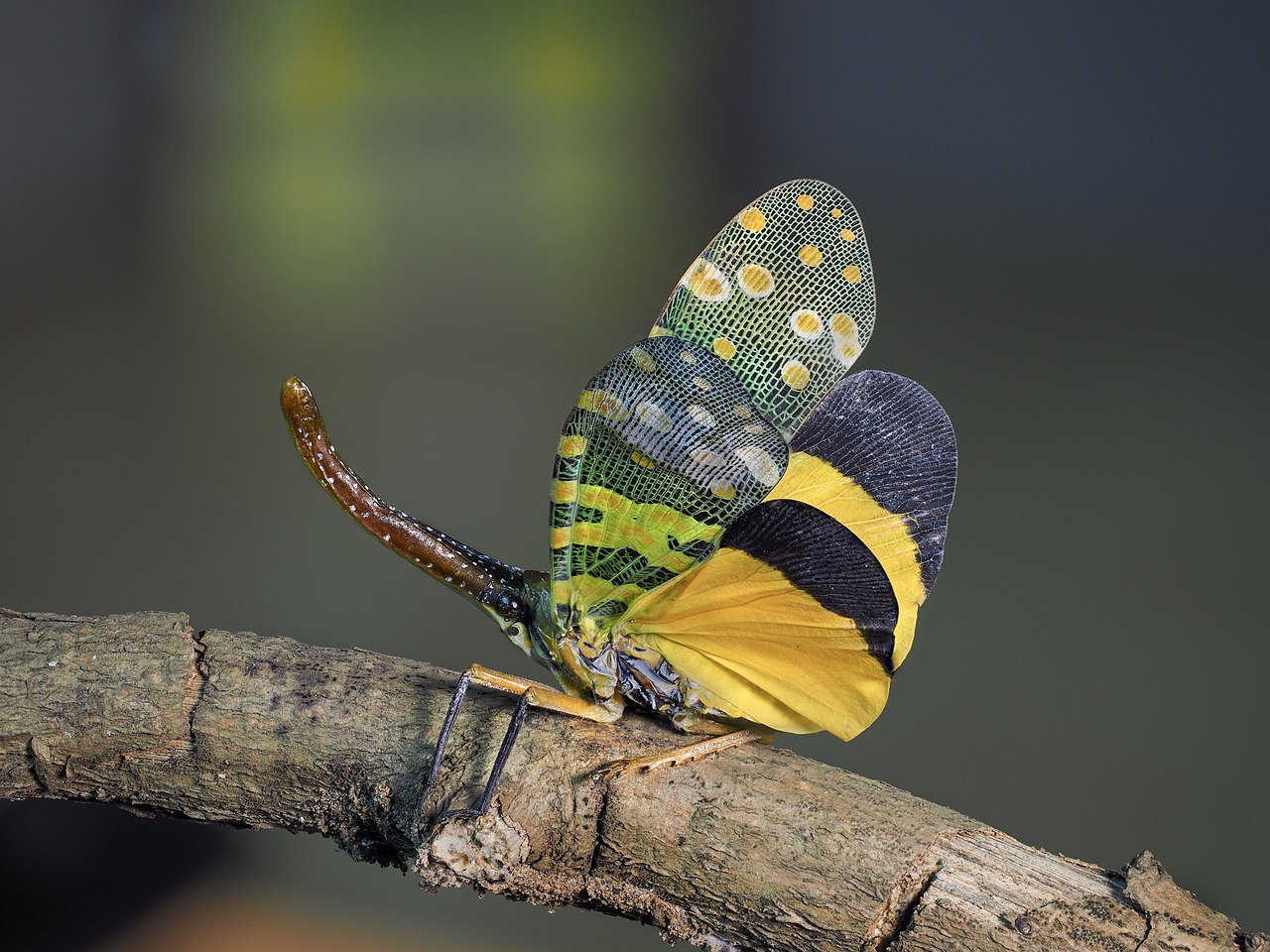 Animal Insect - Free photo on Pixabay - Pixabay